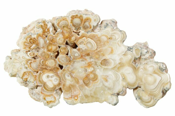 Polished Aragonite Stalactite Slice - Morocco #259751